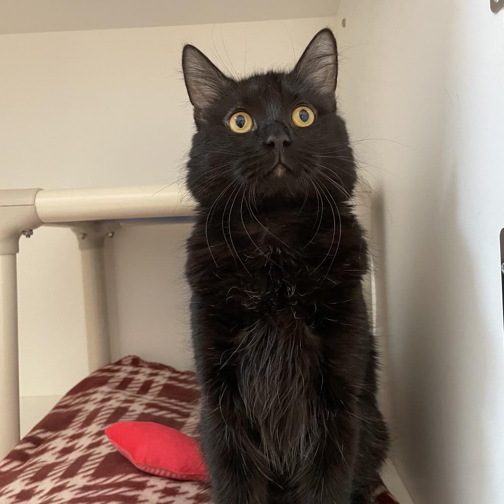 Squeaks, Adoptable, Young Male Domestic Medium Hair.