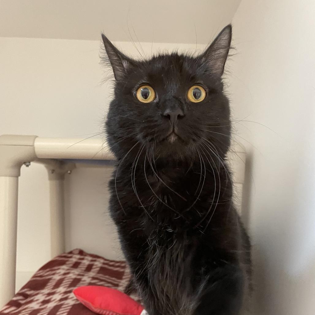 Enlarge Squeaks, a Adoptable Domestic Medium Hair in Warwick, RI image 2/6