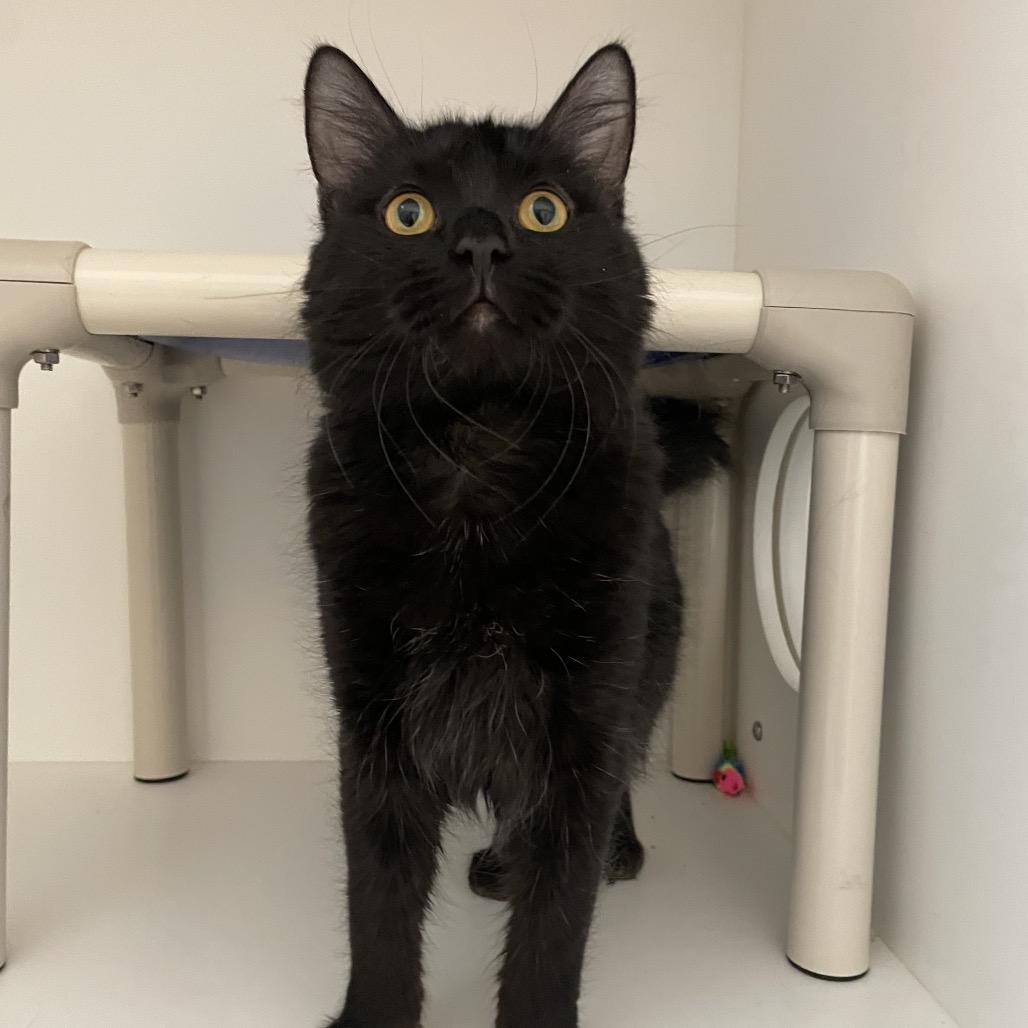 Enlarge Squeaks, a Adoptable Domestic Medium Hair in Warwick, RI image 3/6