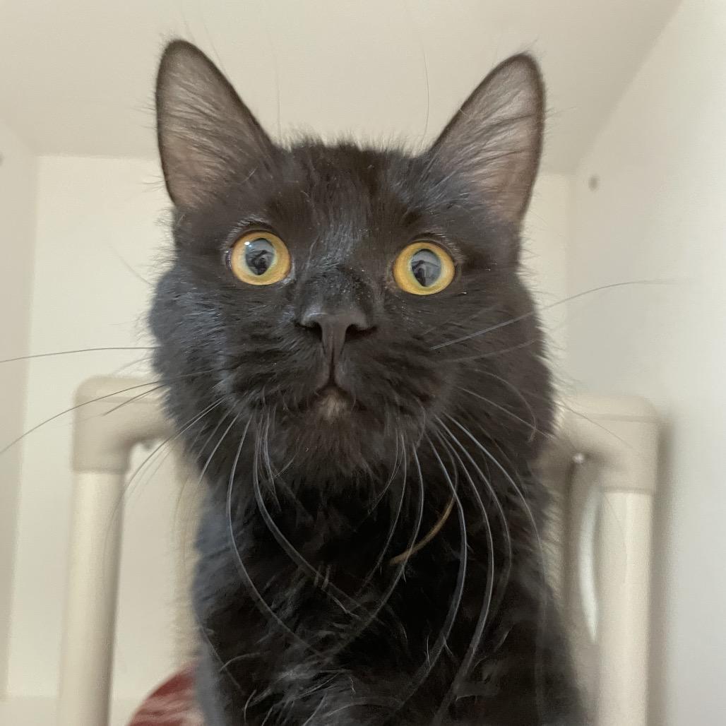 Enlarge Squeaks, a Adoptable Domestic Medium Hair in Warwick, RI image 4/6