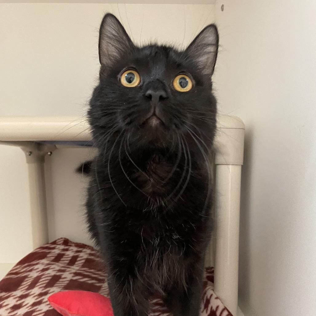 Enlarge Squeaks, a Adoptable Domestic Medium Hair in Warwick, RI image 5/6