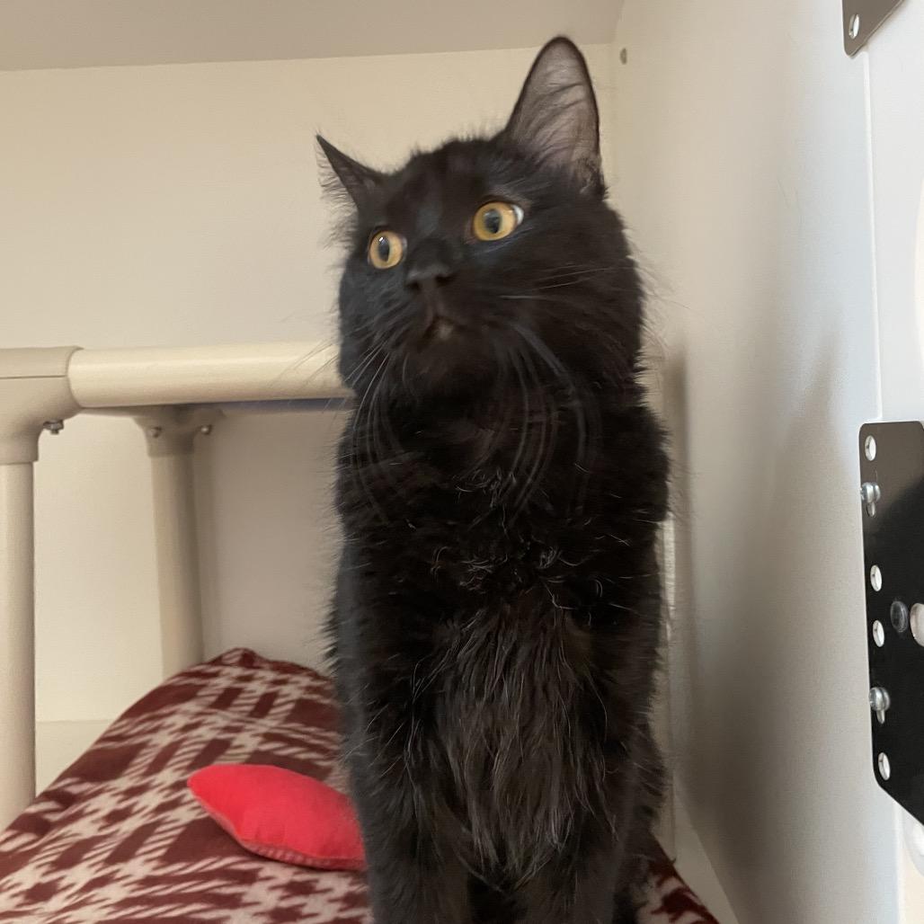 Enlarge Squeaks, a Adoptable Domestic Medium Hair in Warwick, RI image 6/6