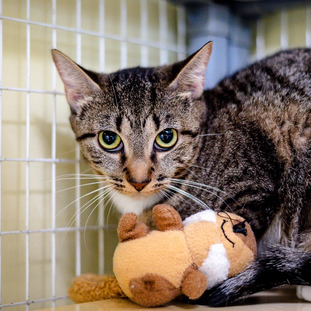 Enlarge Treasure, a Adoptable mixed breed in Saint Petersburg, FL image 1/1