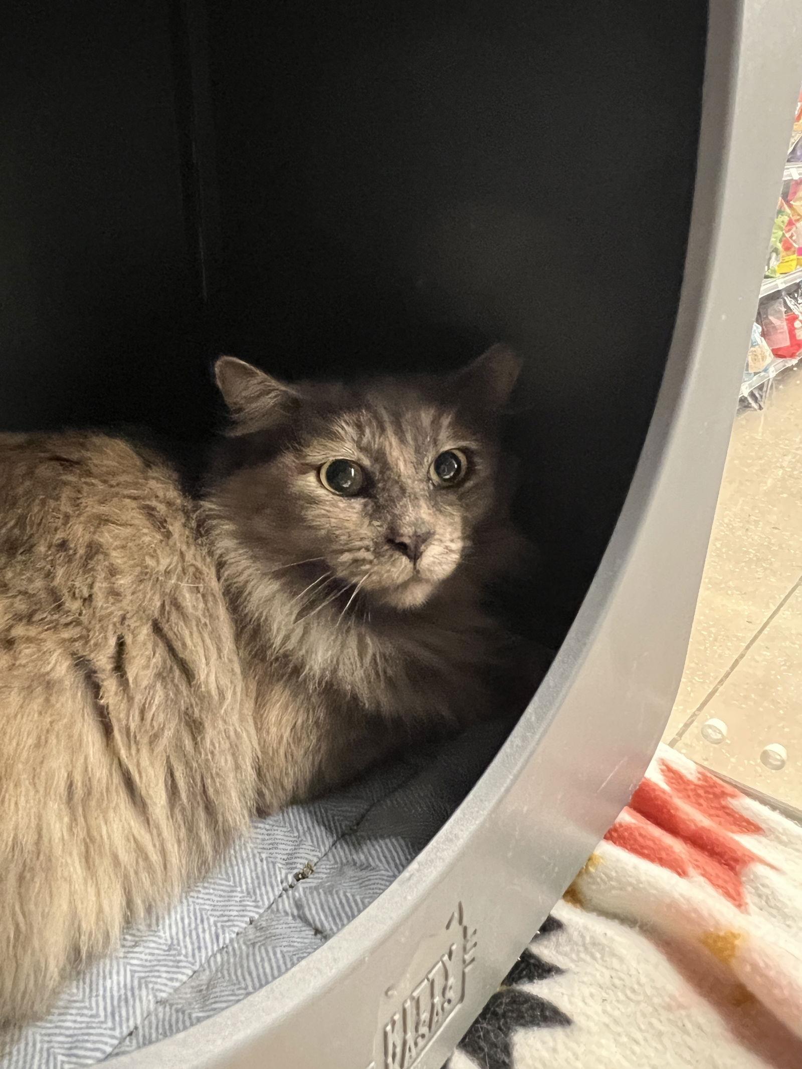 Mirin, Adopted, Adult Female Domestic Long Hair.