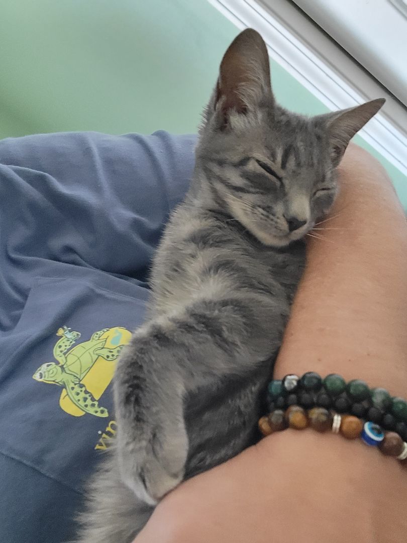 Selene, Adopted, Kitten Female Domestic Short Hair.