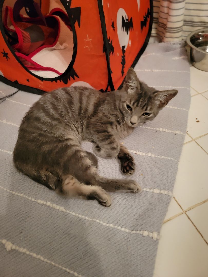 Enlarge Selene, a Adopted mixed breed in lexington, SC image 3/5