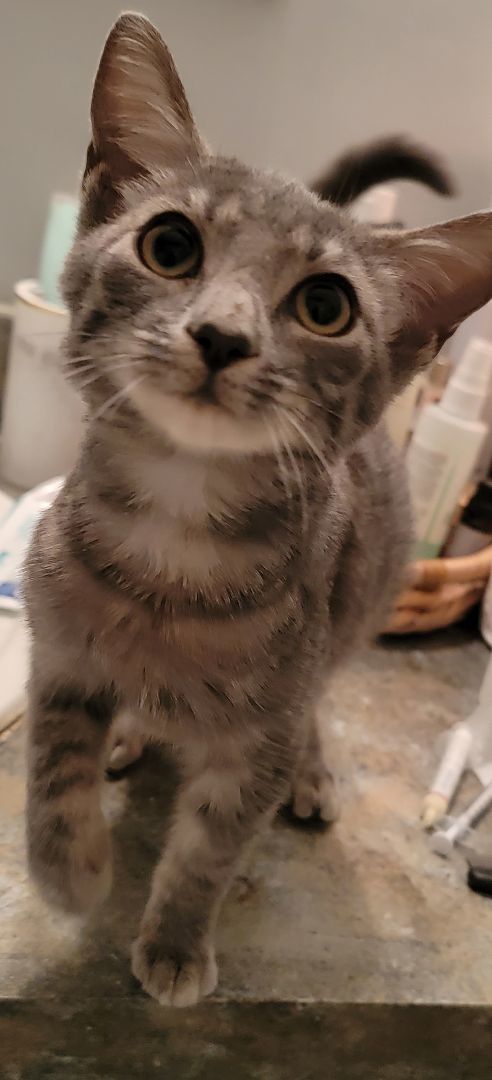 Enlarge Selene, a Adopted mixed breed in lexington, SC image 4/5