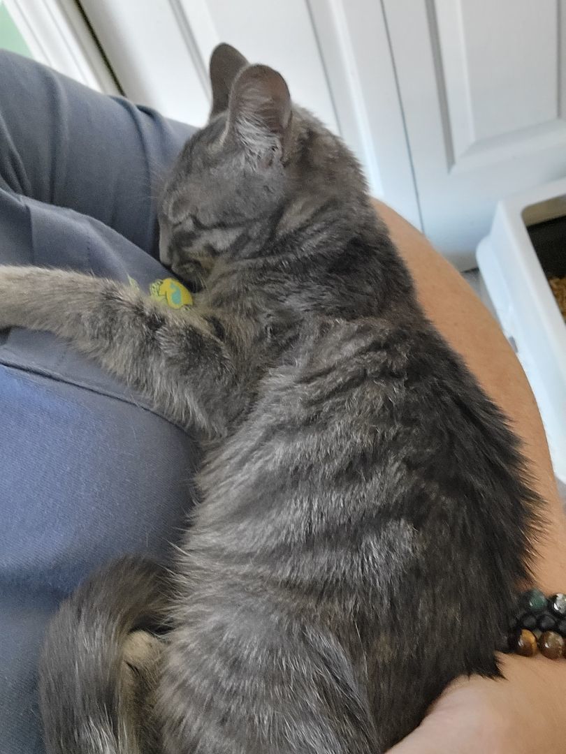 Enlarge Selene, a Adopted mixed breed in lexington, SC image 5/5