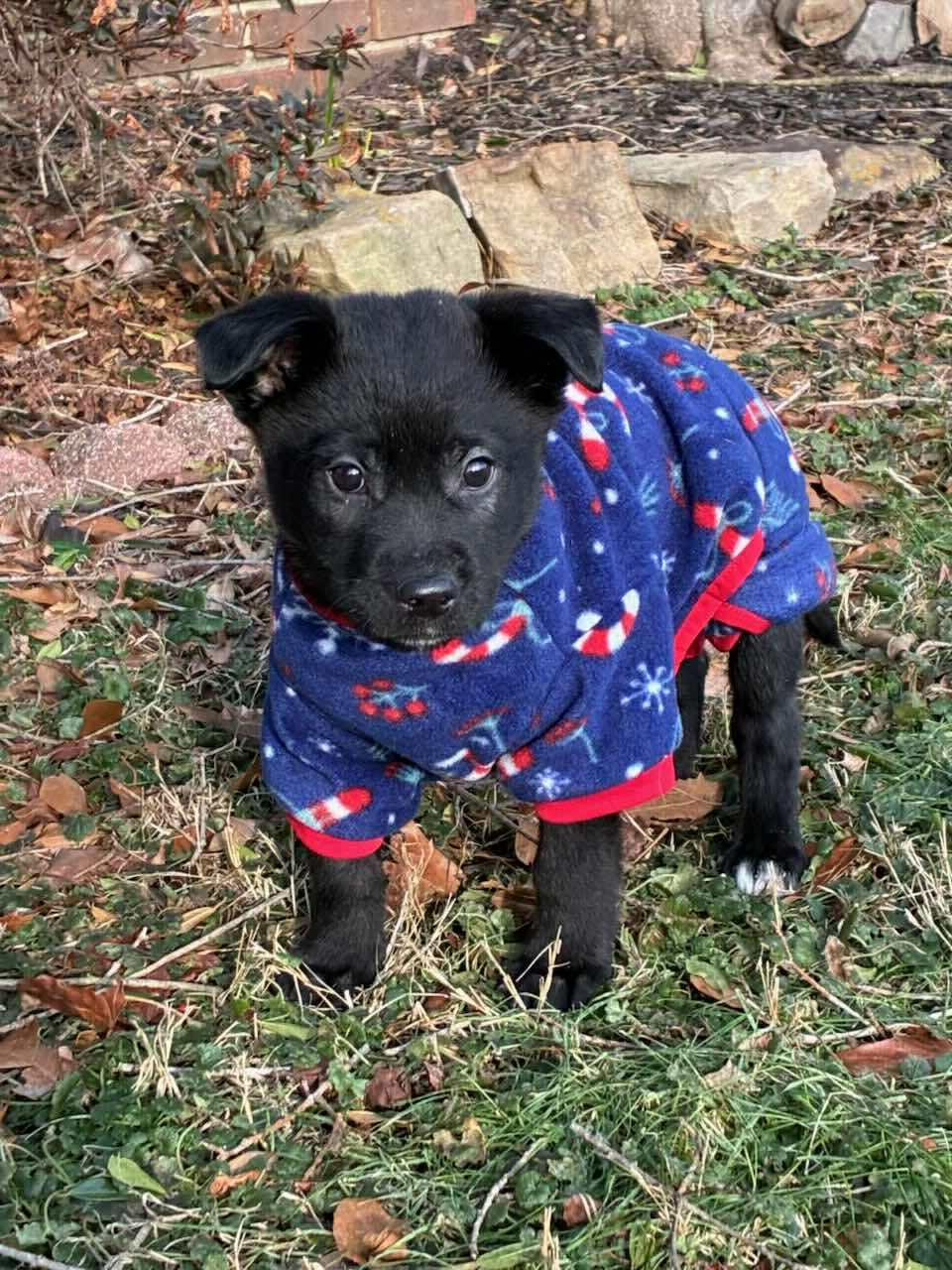 Enlarge Dean, a ADOPTABLE mixed breed in Westport, MA image 4/4