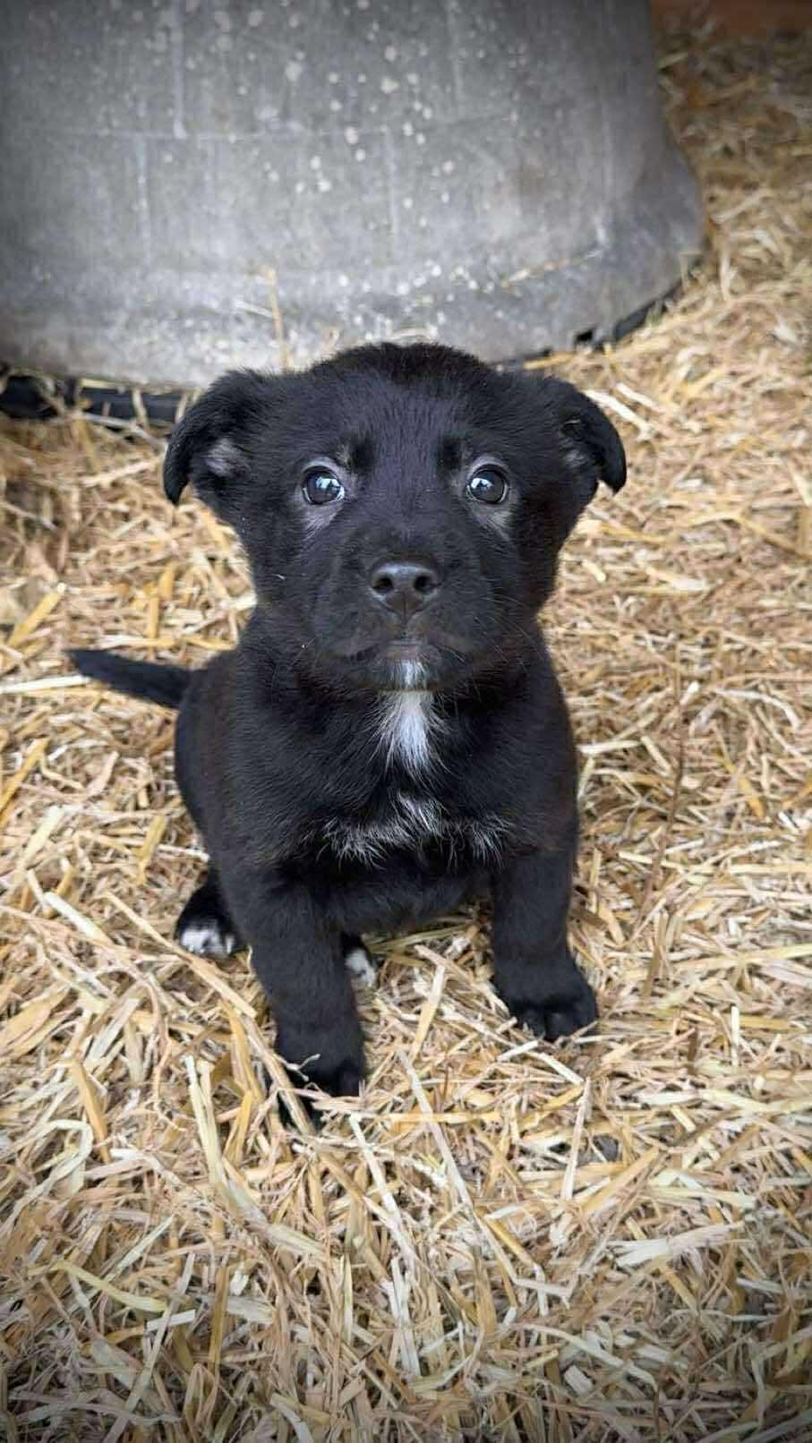Enlarge Dean, a ADOPTABLE mixed breed in Westport, MA image 2/4
