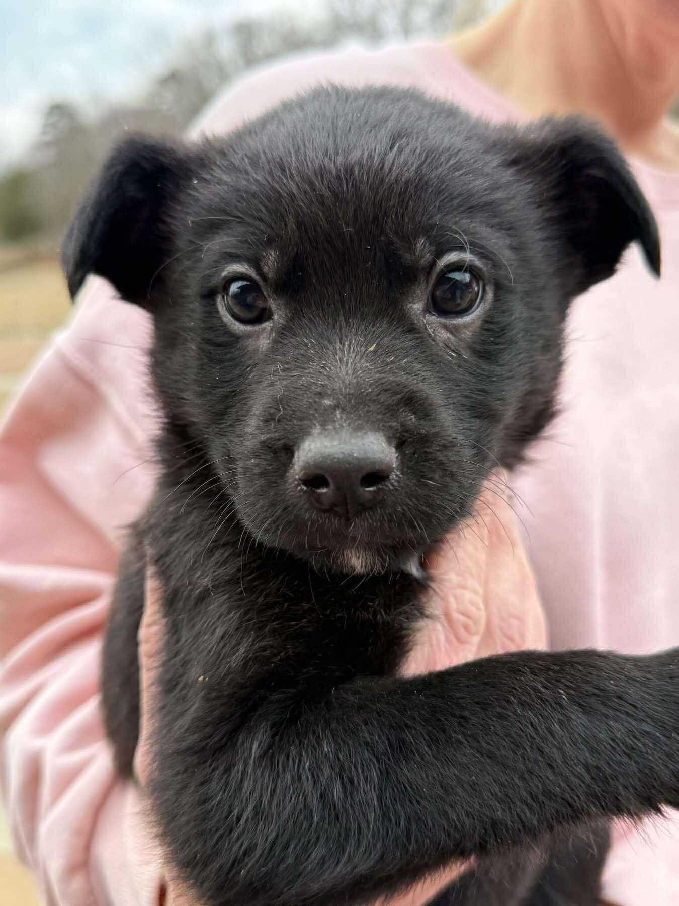 Enlarge Dean, a ADOPTABLE mixed breed in Westport, MA image 3/4
