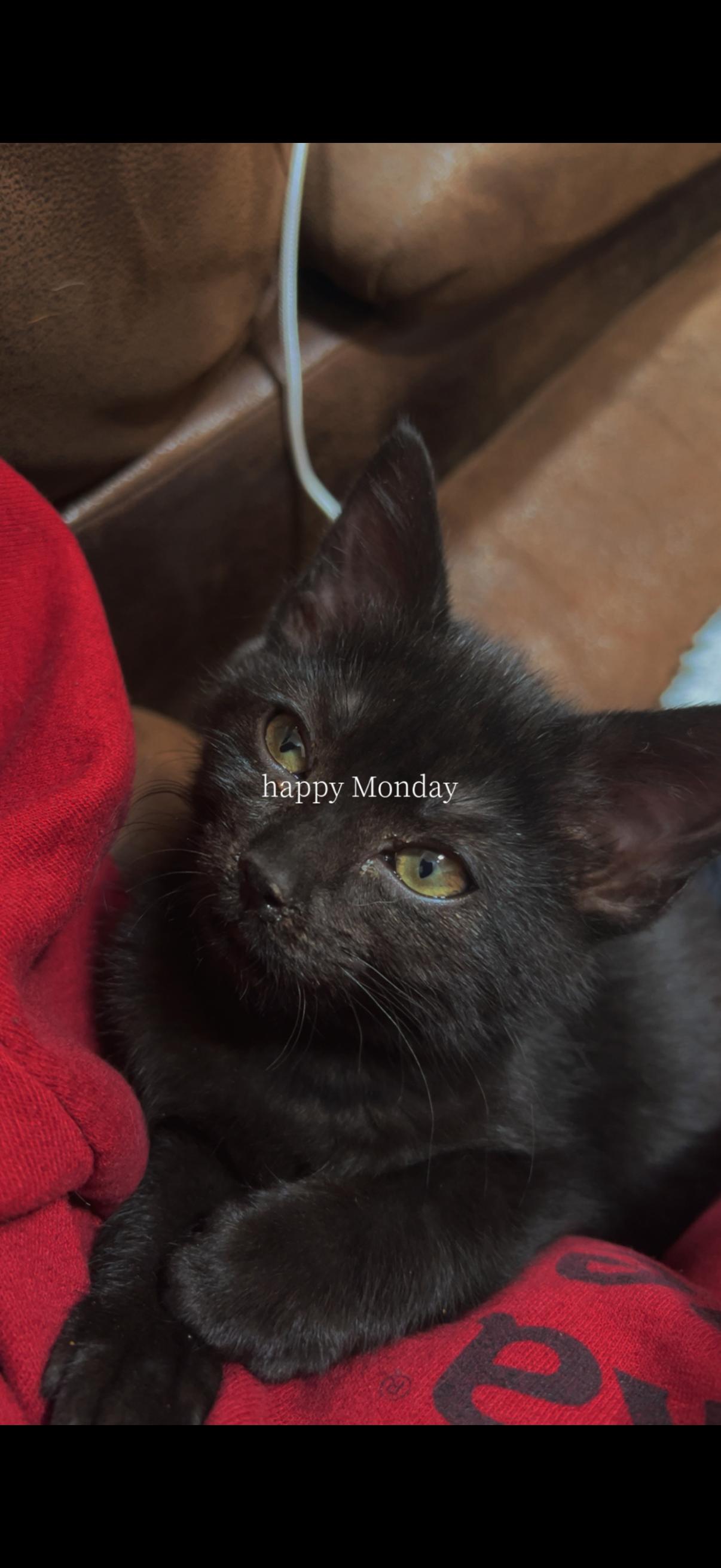 Lemon Drop, a Adoptable mixed breed in Omaha, NE image 4/6