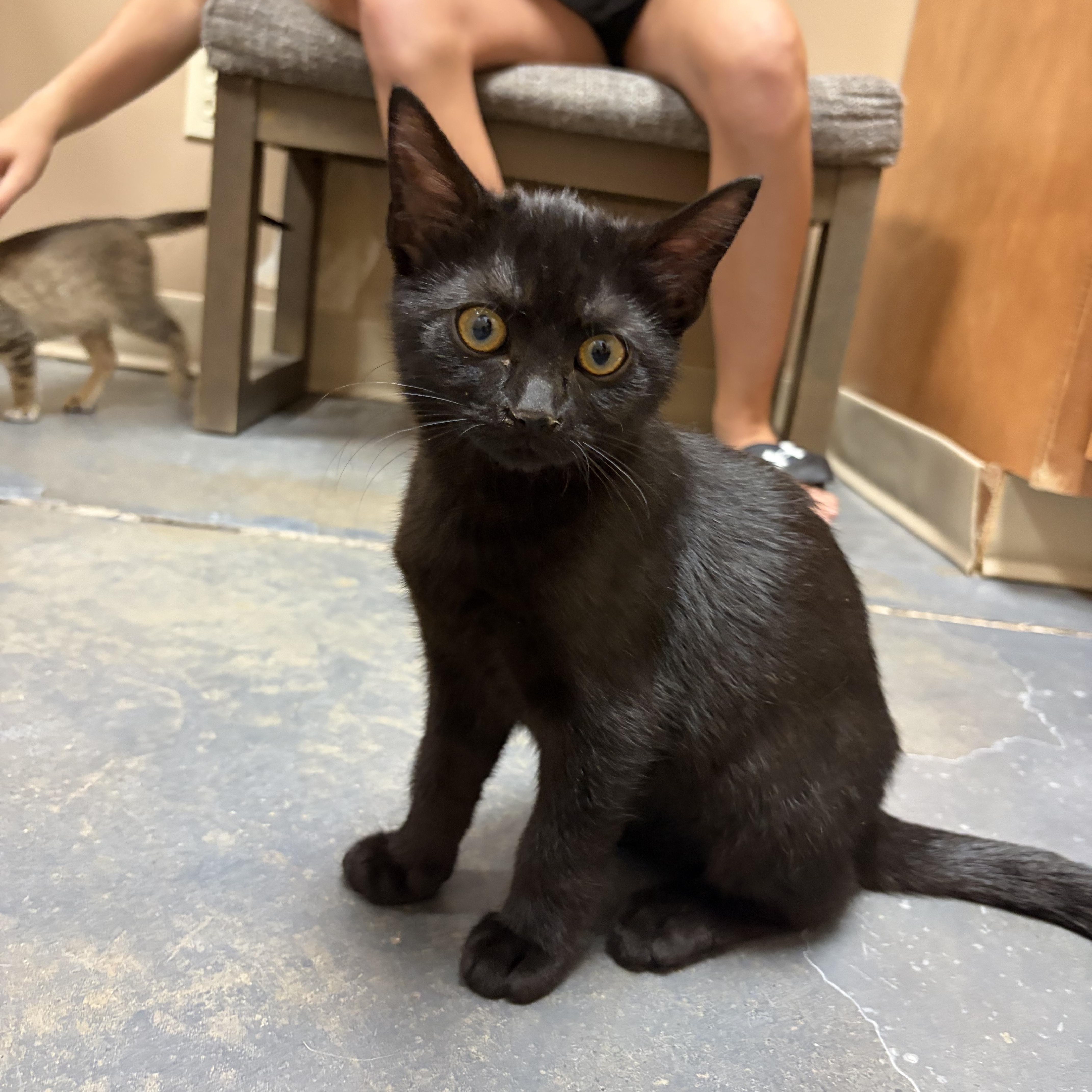 Lemon Drop, Adoptable, Kitten Female Domestic Short Hair.