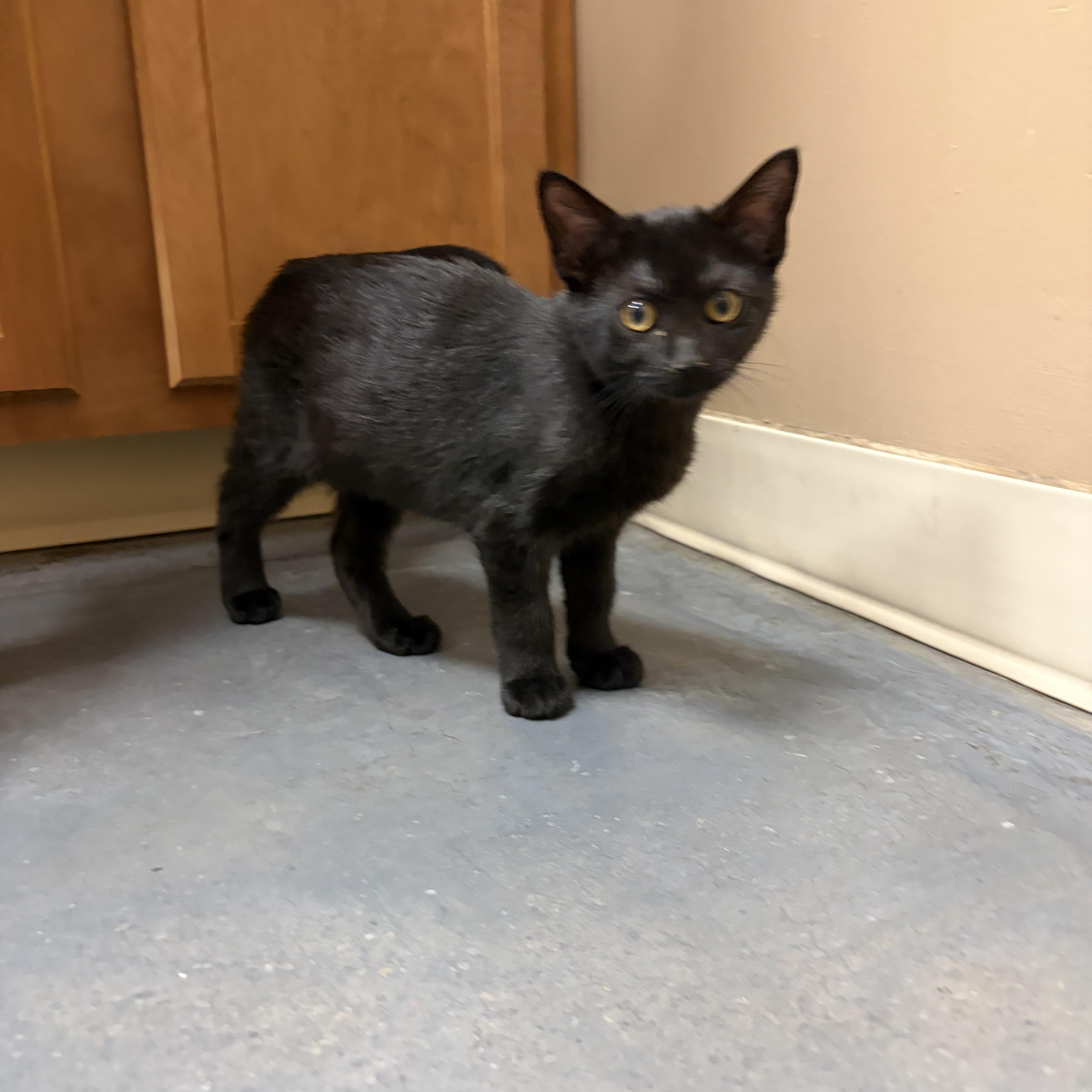 Lemon Drop, a Adoptable mixed breed in Omaha, NE image 5/6