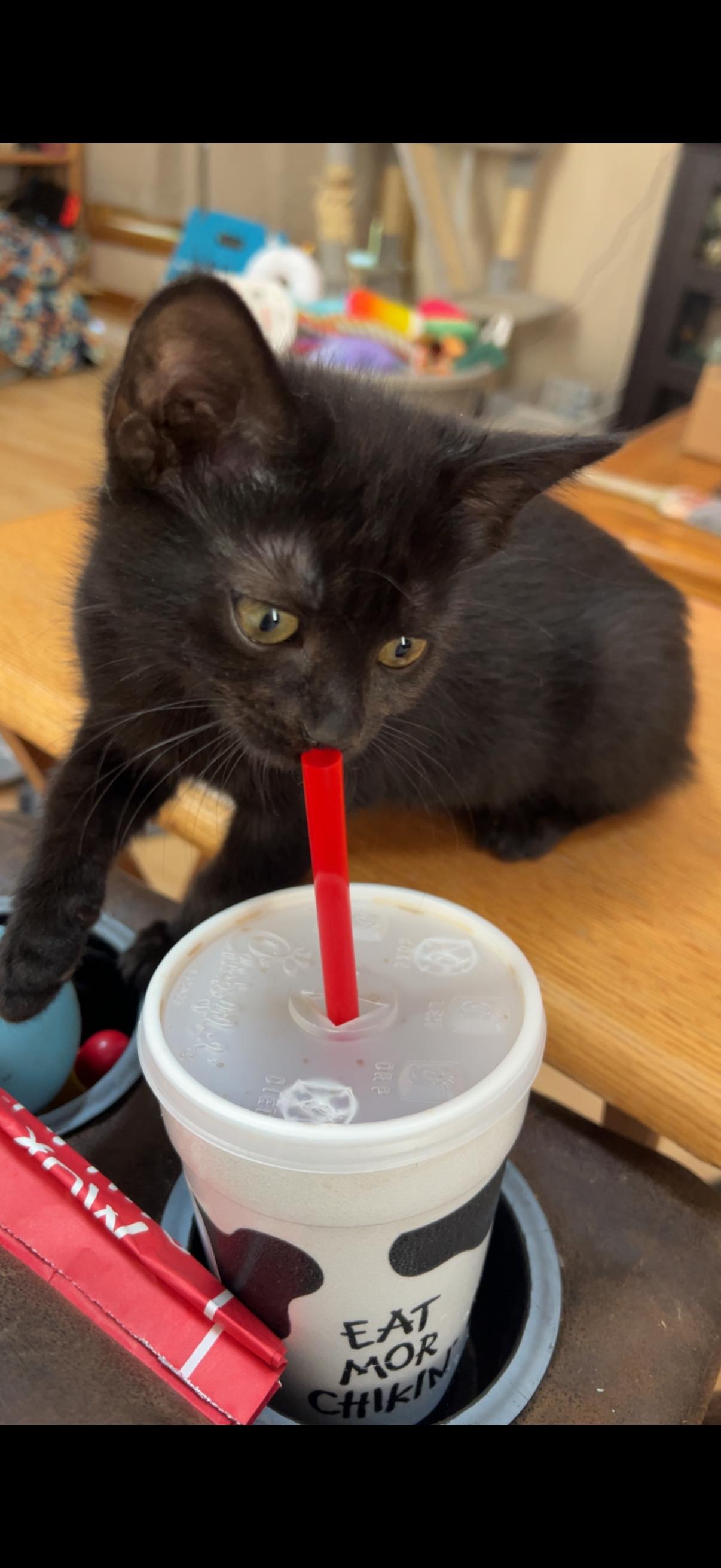 Lemon Drop, a Adoptable mixed breed in Omaha, NE image 2/6