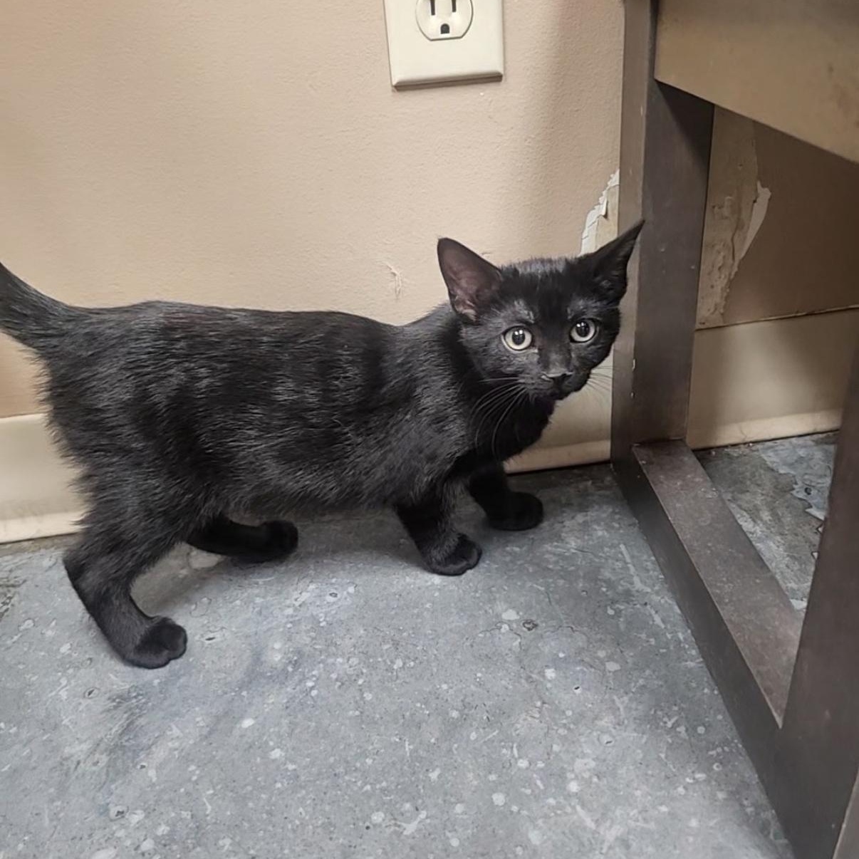 Lemon Drop, a Adoptable mixed breed in Omaha, NE image 6/6