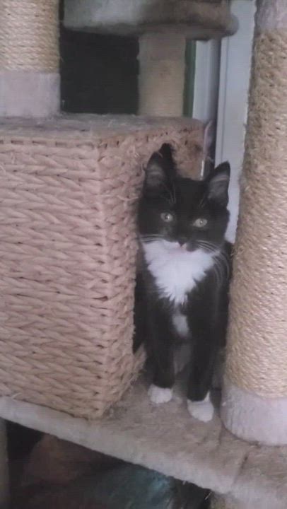 Enlarge Rusty aka Roasty aka Roti, a Adopted Tuxedo in New York, NY video 5/9