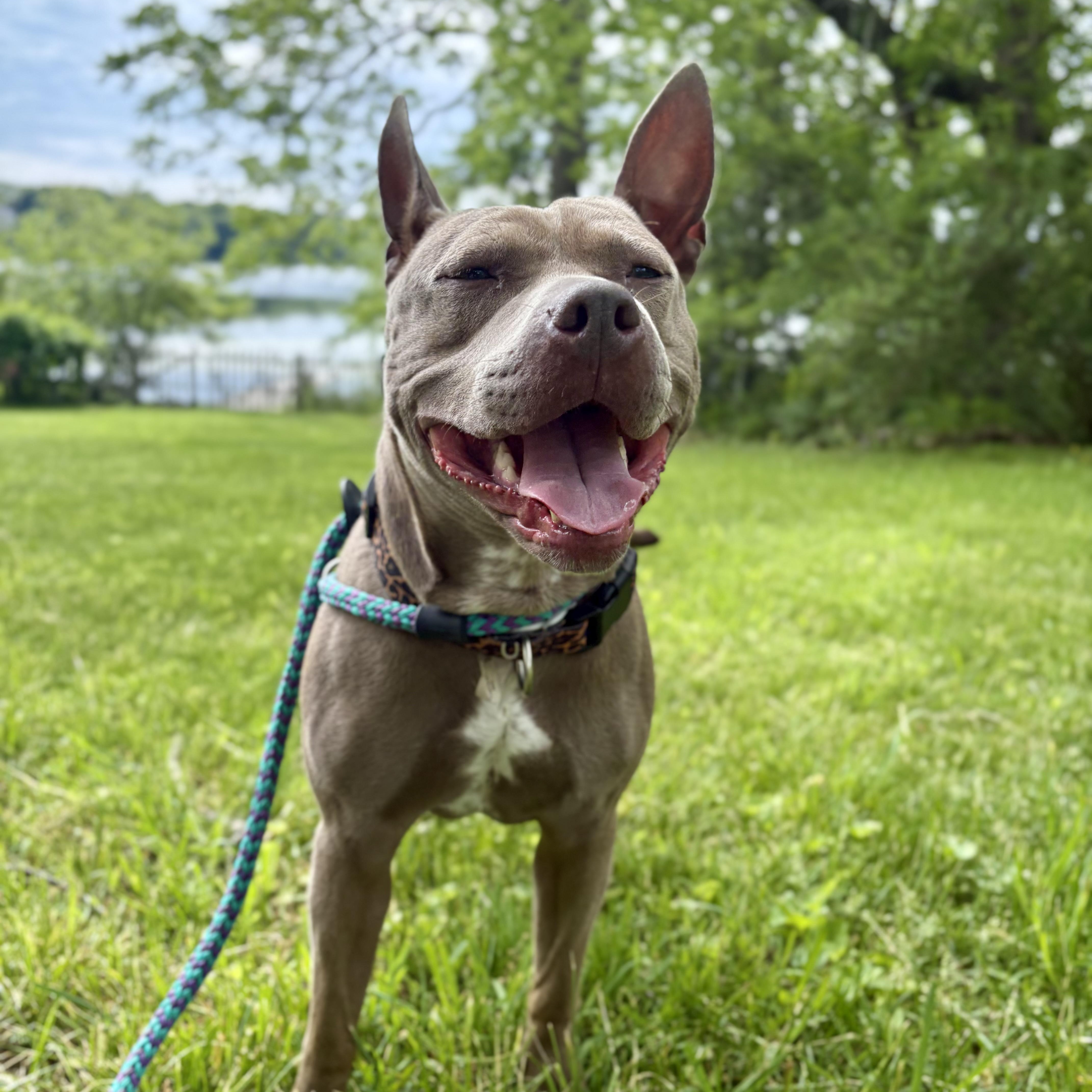Lainey, a ADOPTABLE mixed breed in Cumberland, RI image 4/5