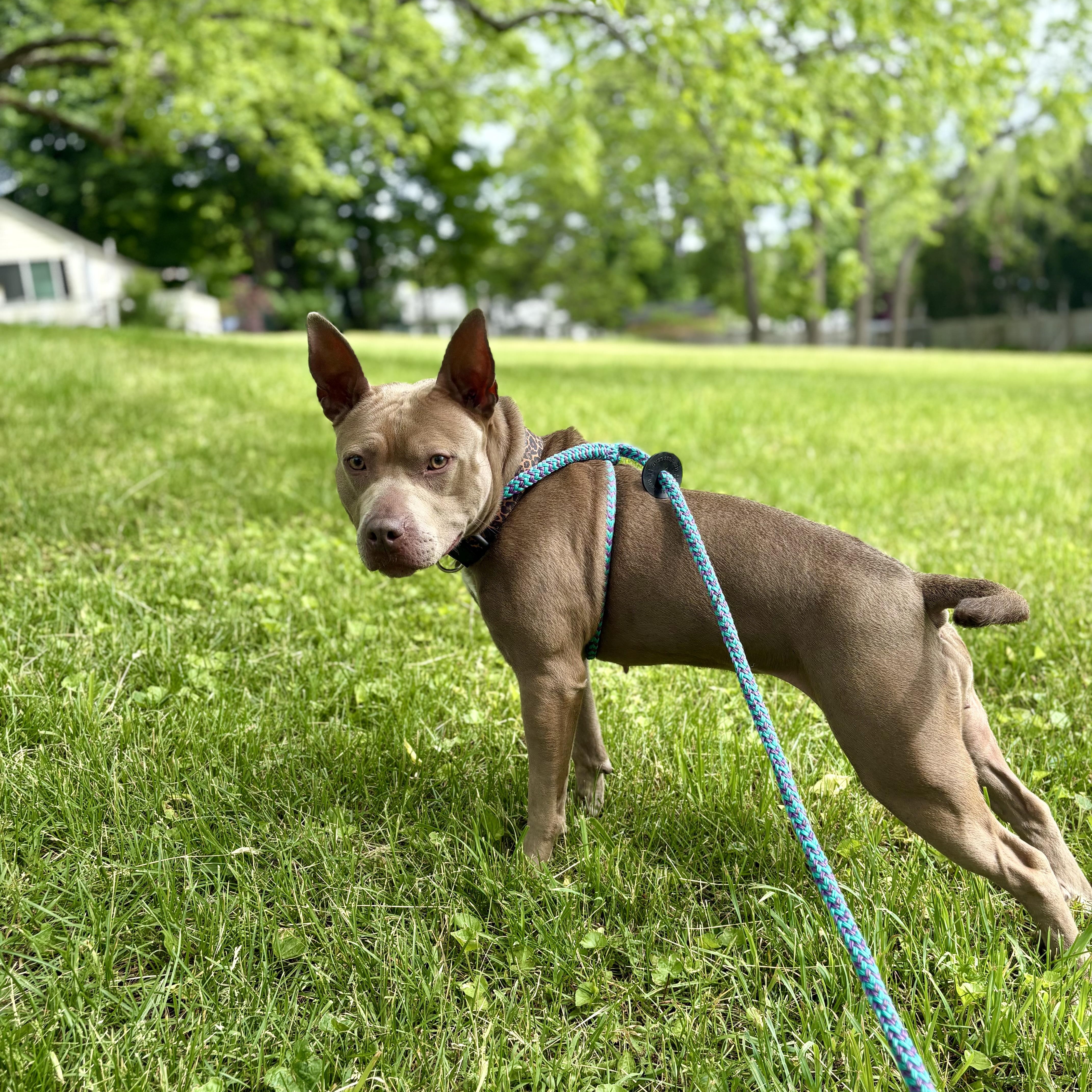Lainey, a ADOPTABLE mixed breed in Cumberland, RI image 5/5