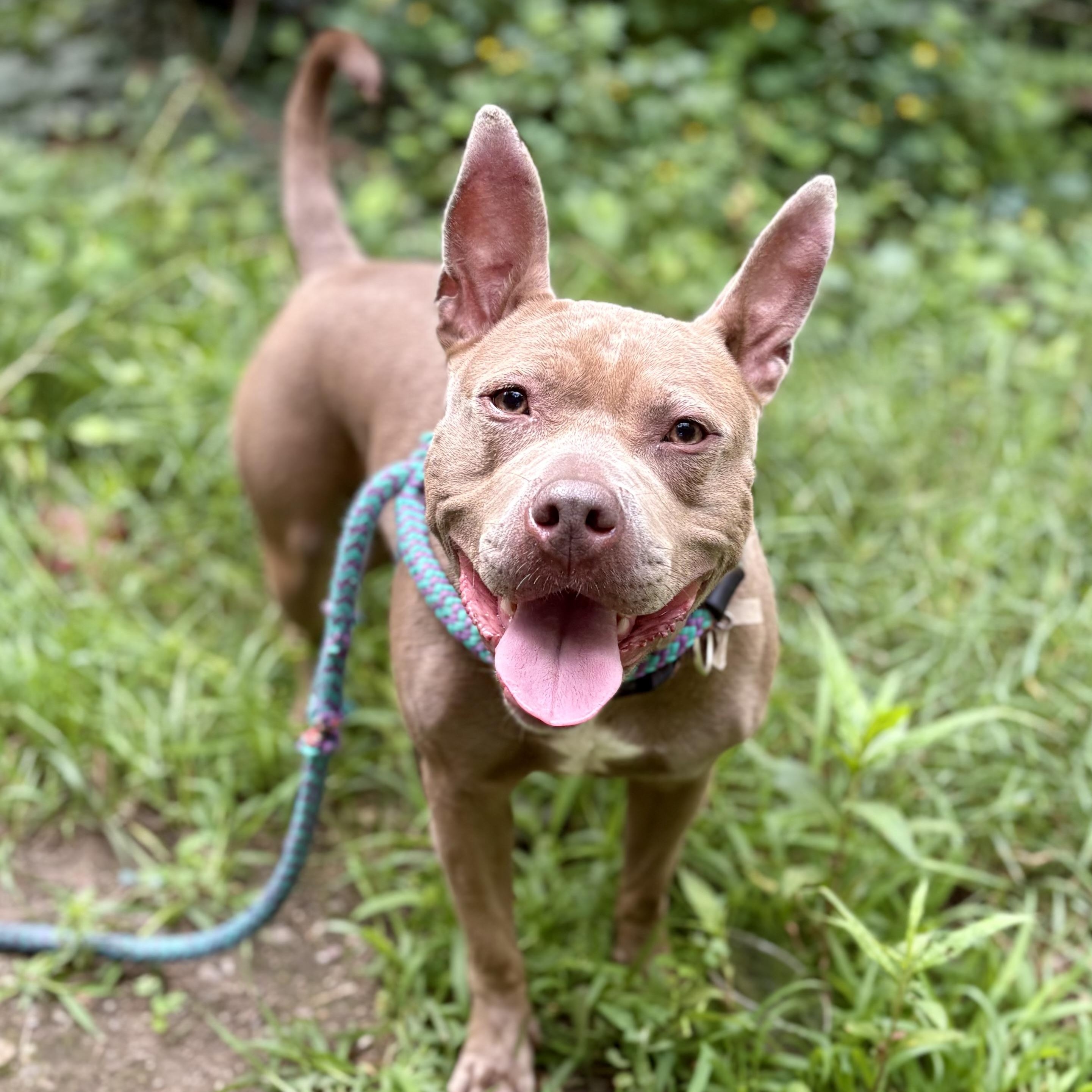 Enlarge Molly, a ADOPTABLE mixed breed in Cumberland, RI image 6/6