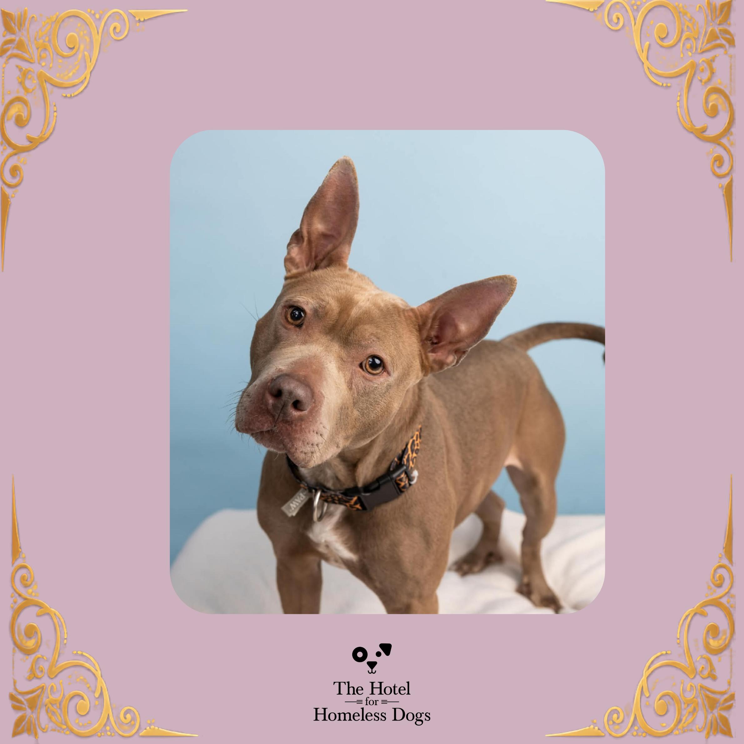 Lainey, Adoptable, Adult Female American Staffordshire Terrier & Terrier.