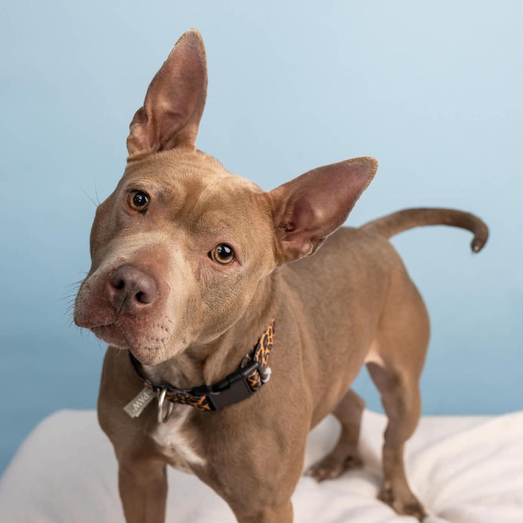 Enlarge Lainey, a Adoptable mixed breed in Cumberland, RI image 6/6