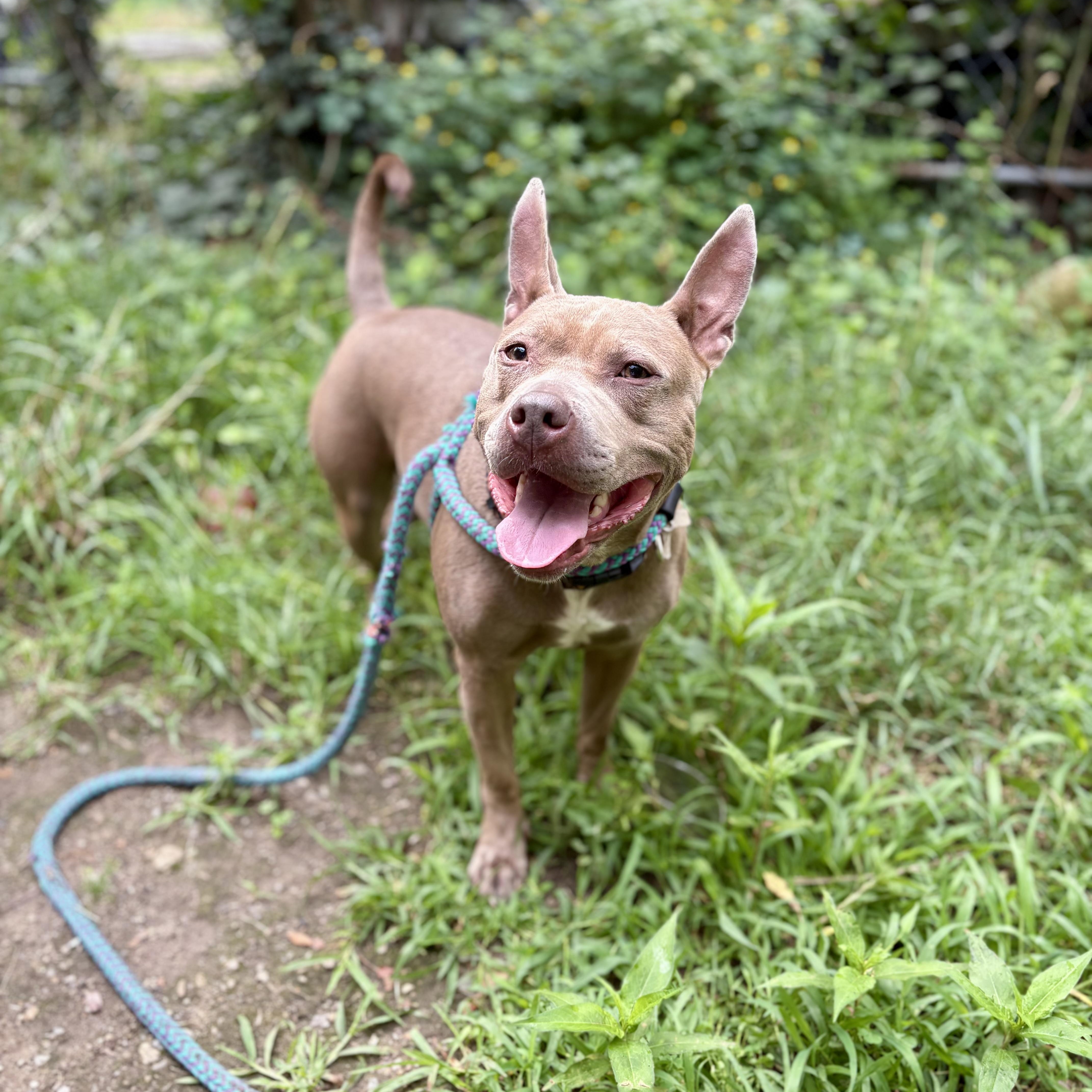 Enlarge Molly, a ADOPTABLE mixed breed in Cumberland, RI image 4/6