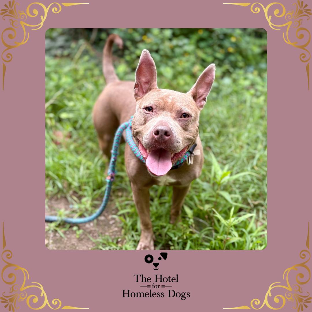 Molly, ADOPTABLE, Adult Female American Staffordshire Terrier & Terrier.