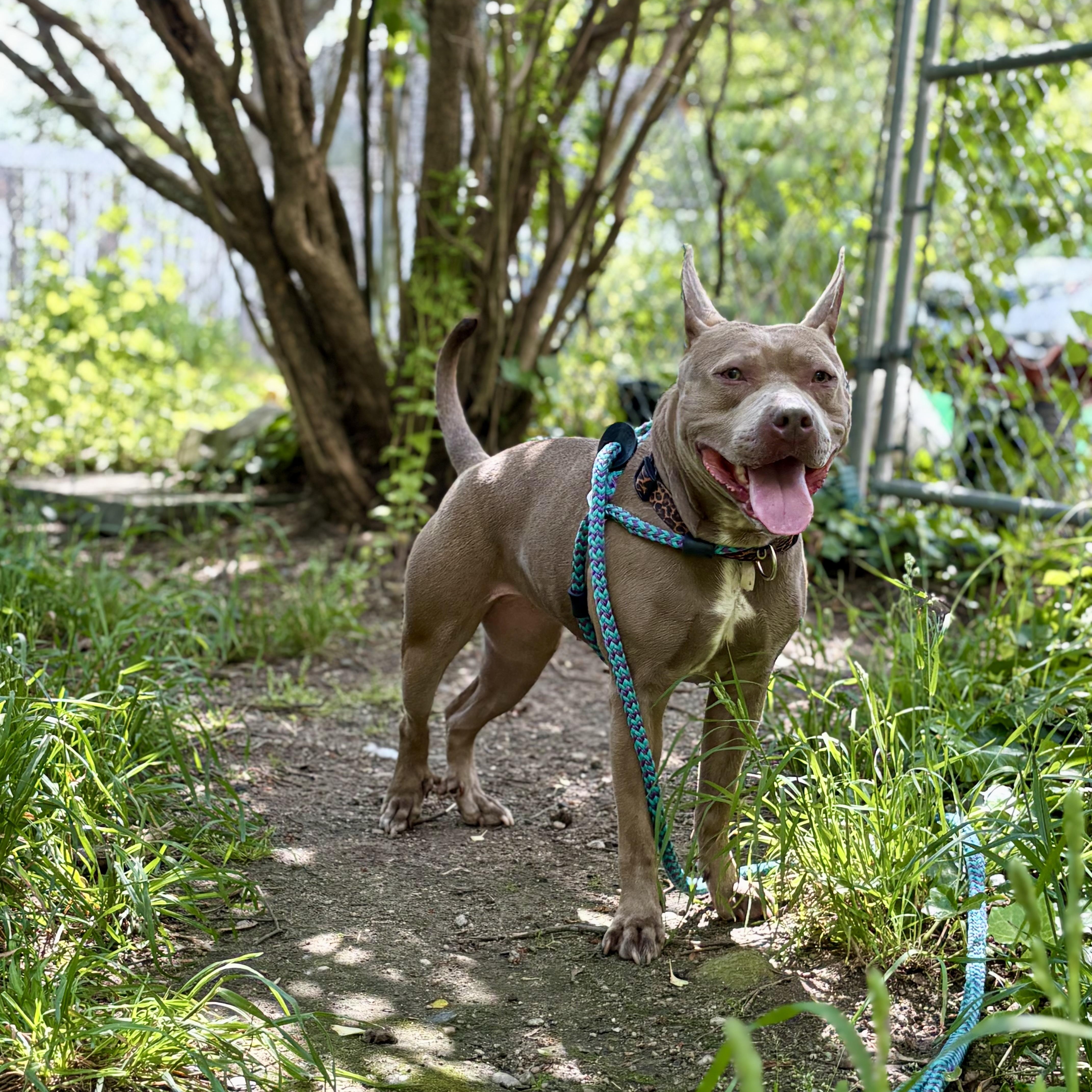 Lainey, a ADOPTABLE mixed breed in Cumberland, RI image 3/5
