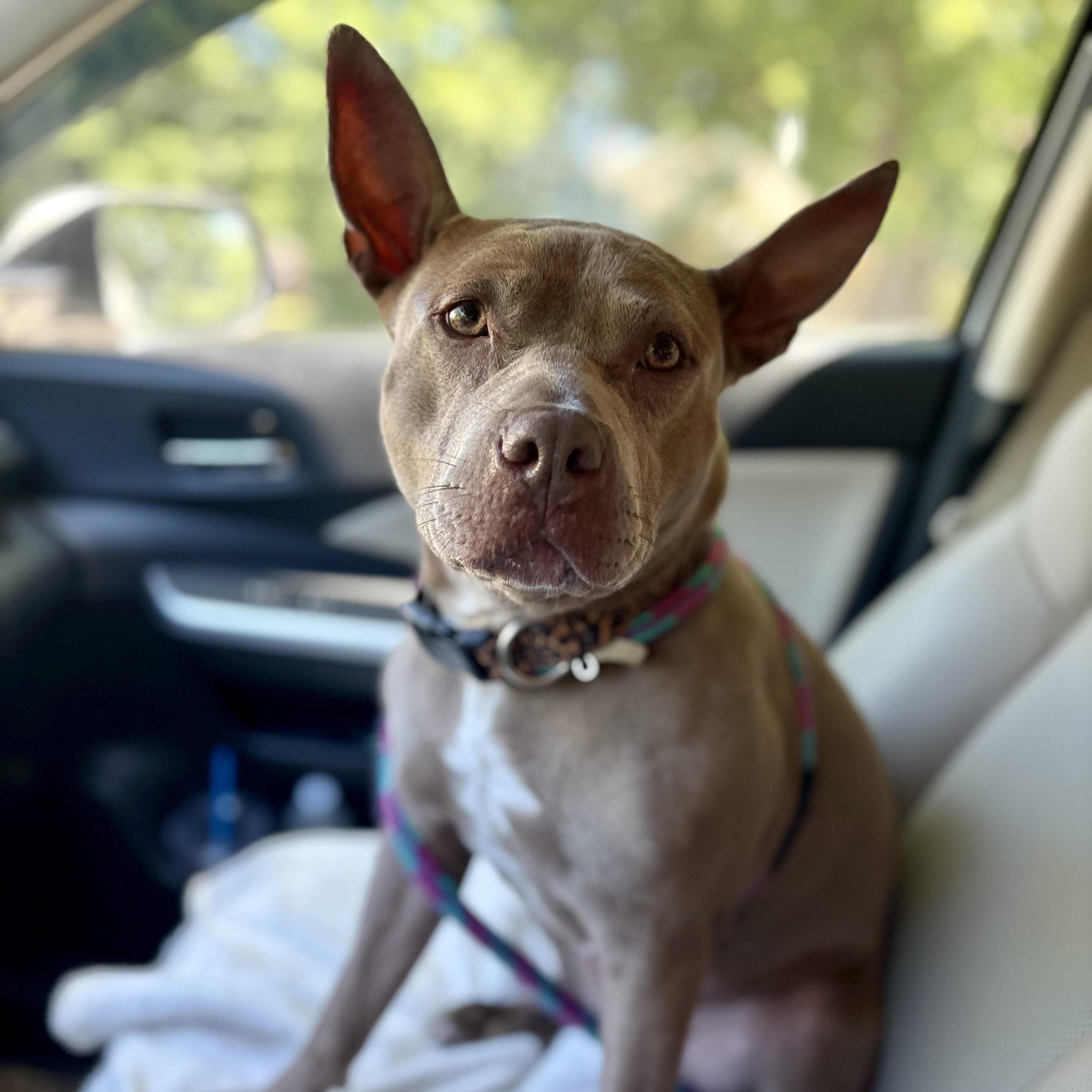 Enlarge Molly, a ADOPTABLE mixed breed in Cumberland, RI image 3/6