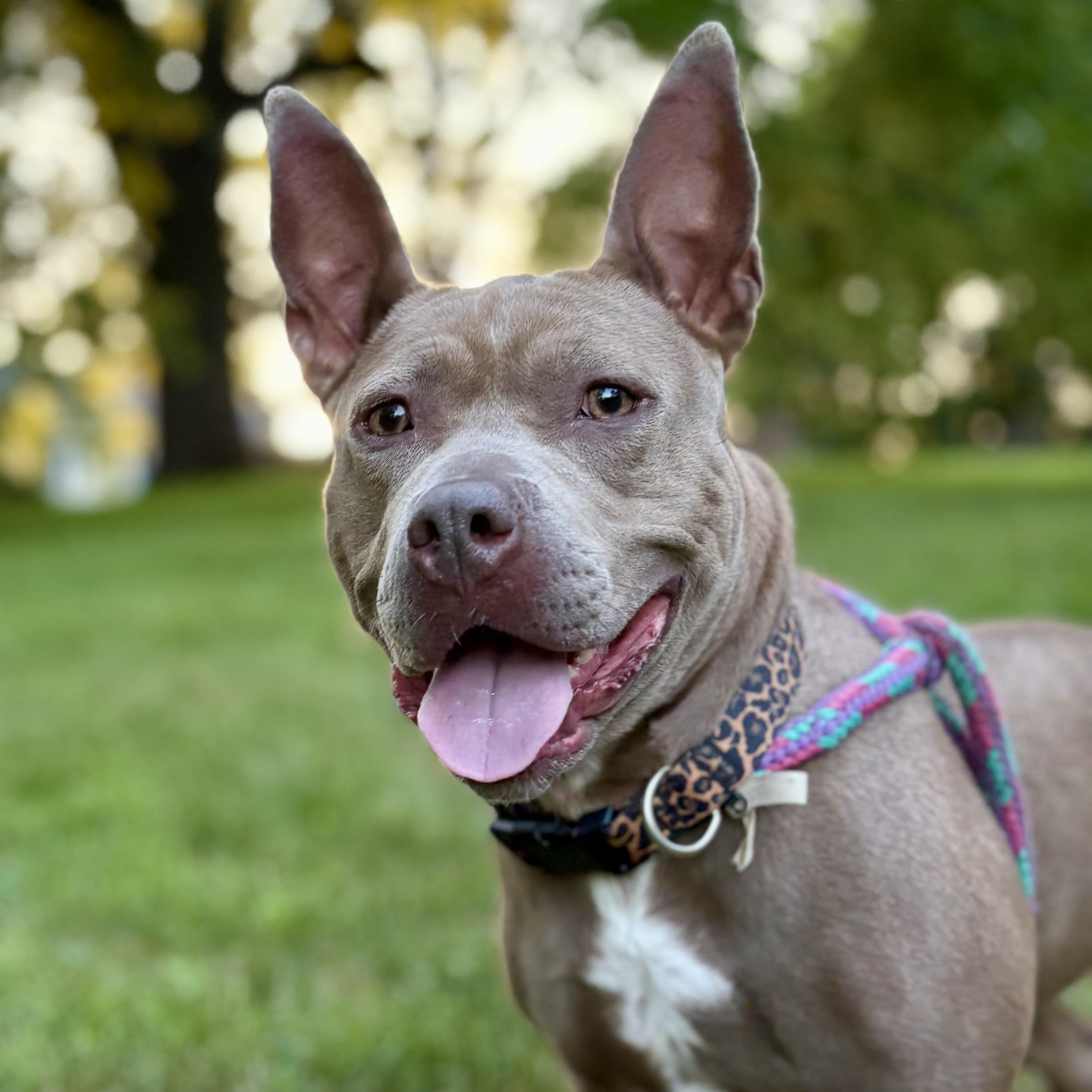 Enlarge Molly, a ADOPTABLE mixed breed in Cumberland, RI image 2/6