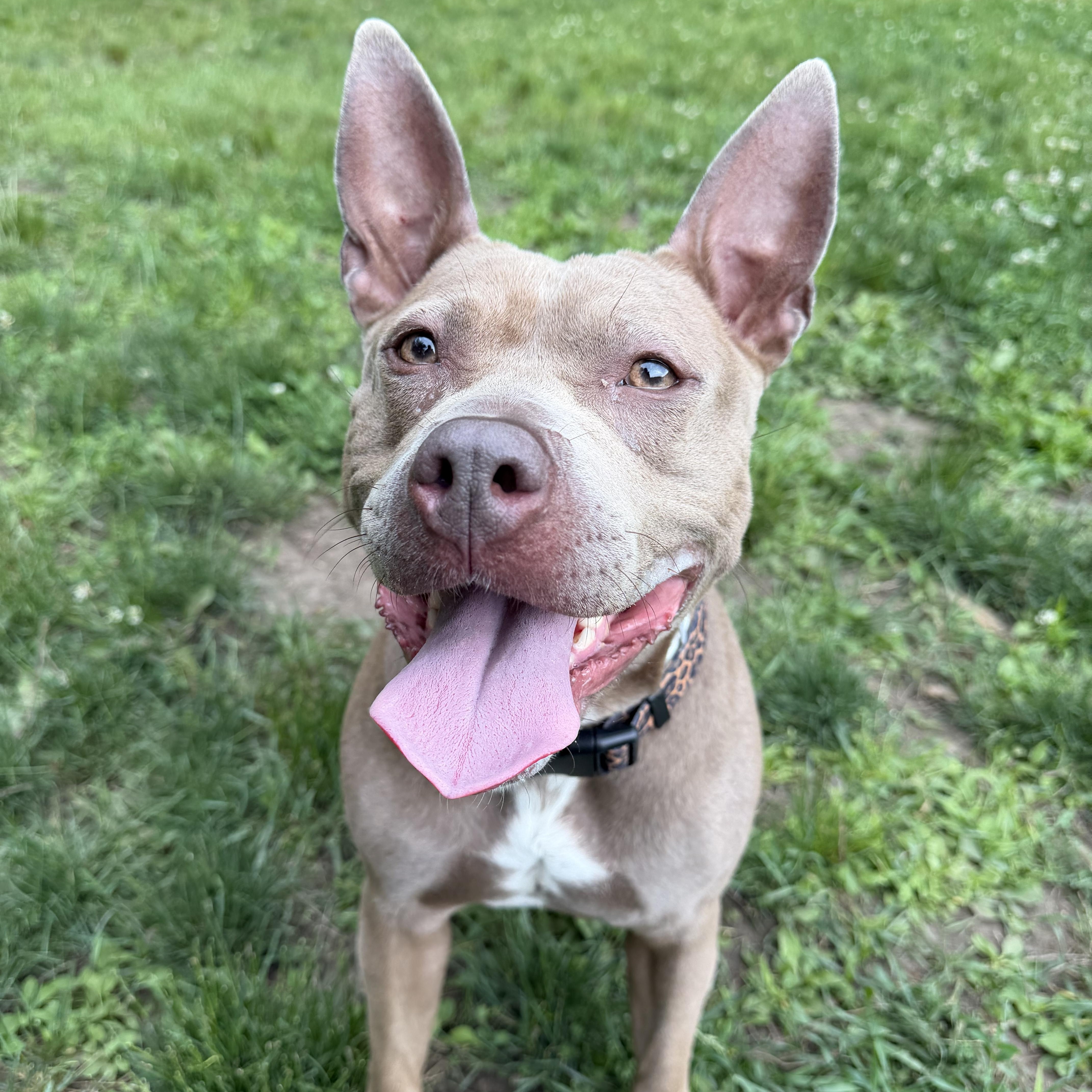 Lainey, a ADOPTABLE mixed breed in Cumberland, RI image 2/5