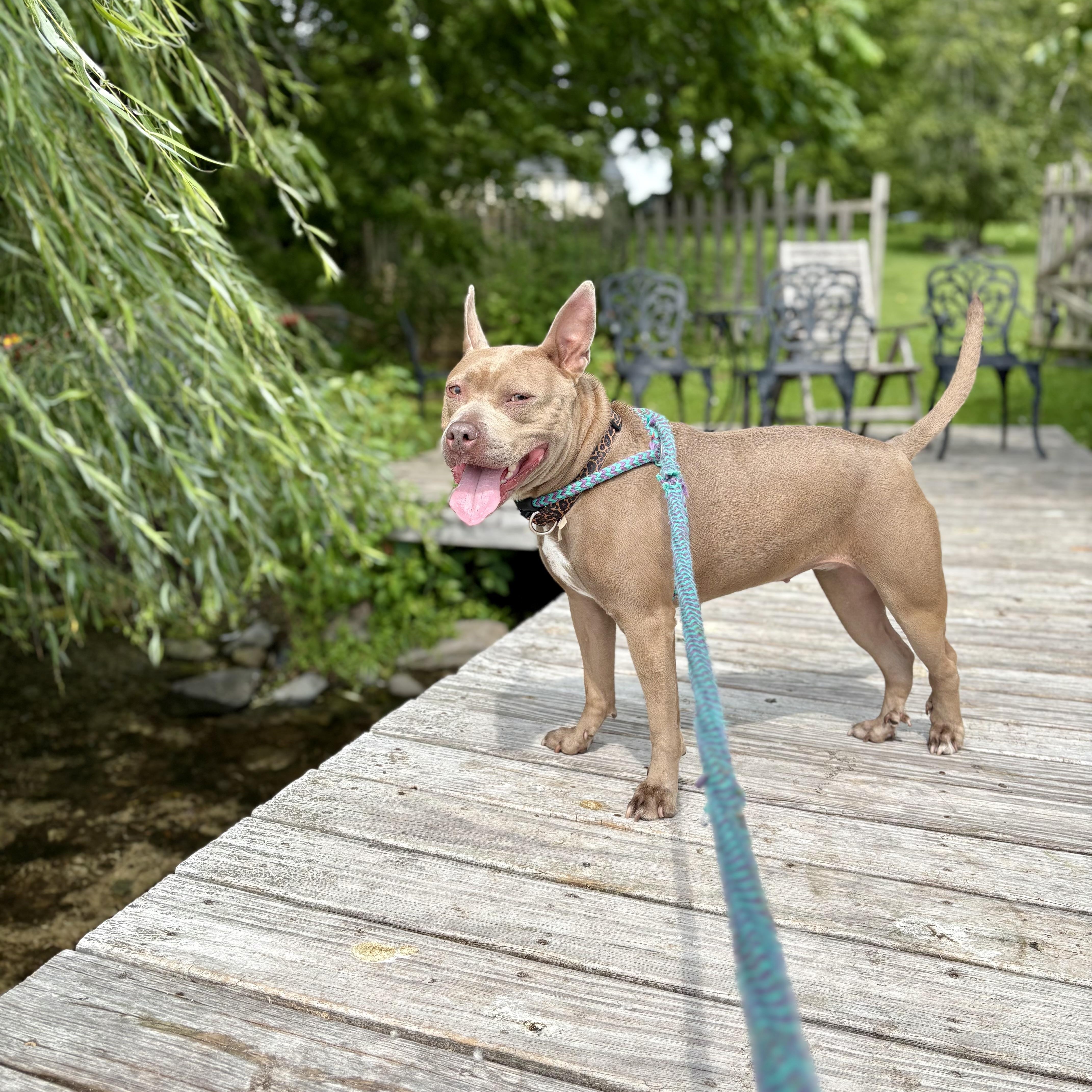 Enlarge Molly, a ADOPTABLE mixed breed in Cumberland, RI image 5/6