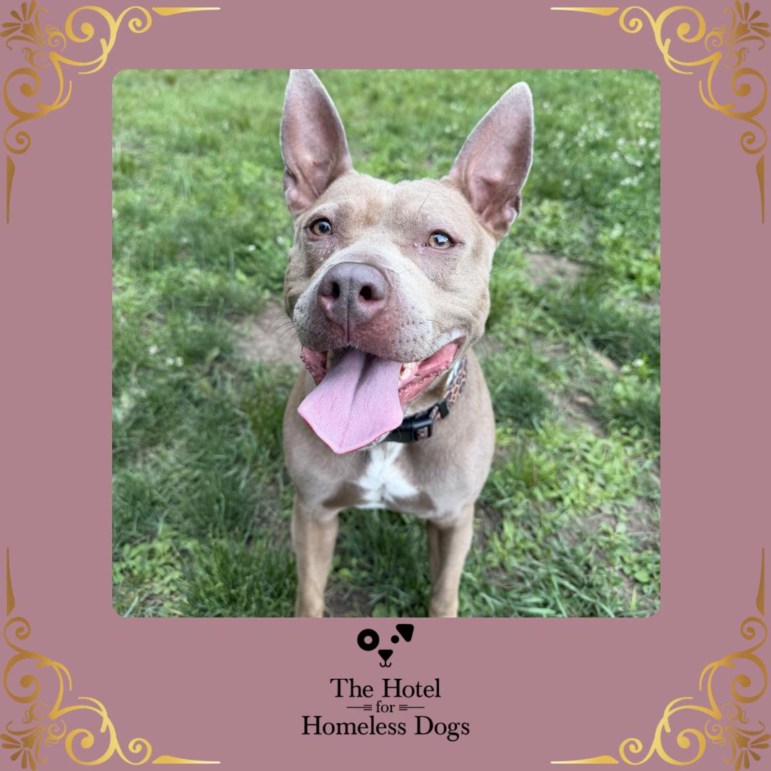 Lainey, a ADOPTABLE mixed breed in Cumberland, RI image 1/5