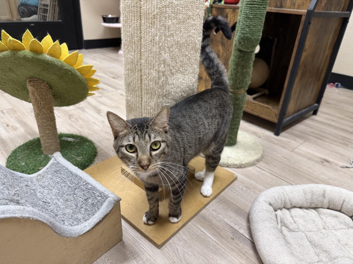 Enlarge Rose Mary, a Adoptable mixed breed in Chandler, AZ image 2/2