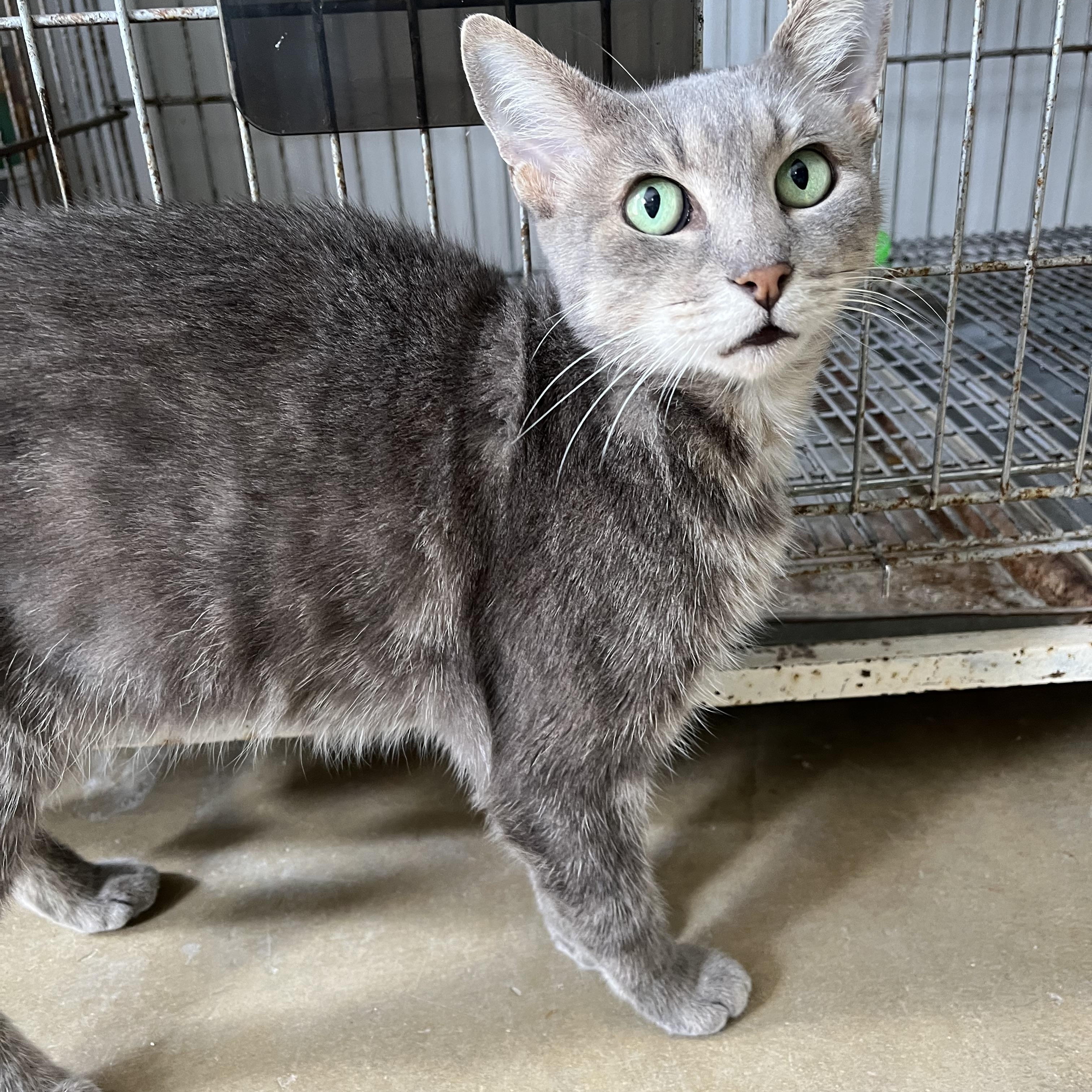 Enlarge Indy, a Adoptable Domestic Short Hair in Marathon , FL image 1/1