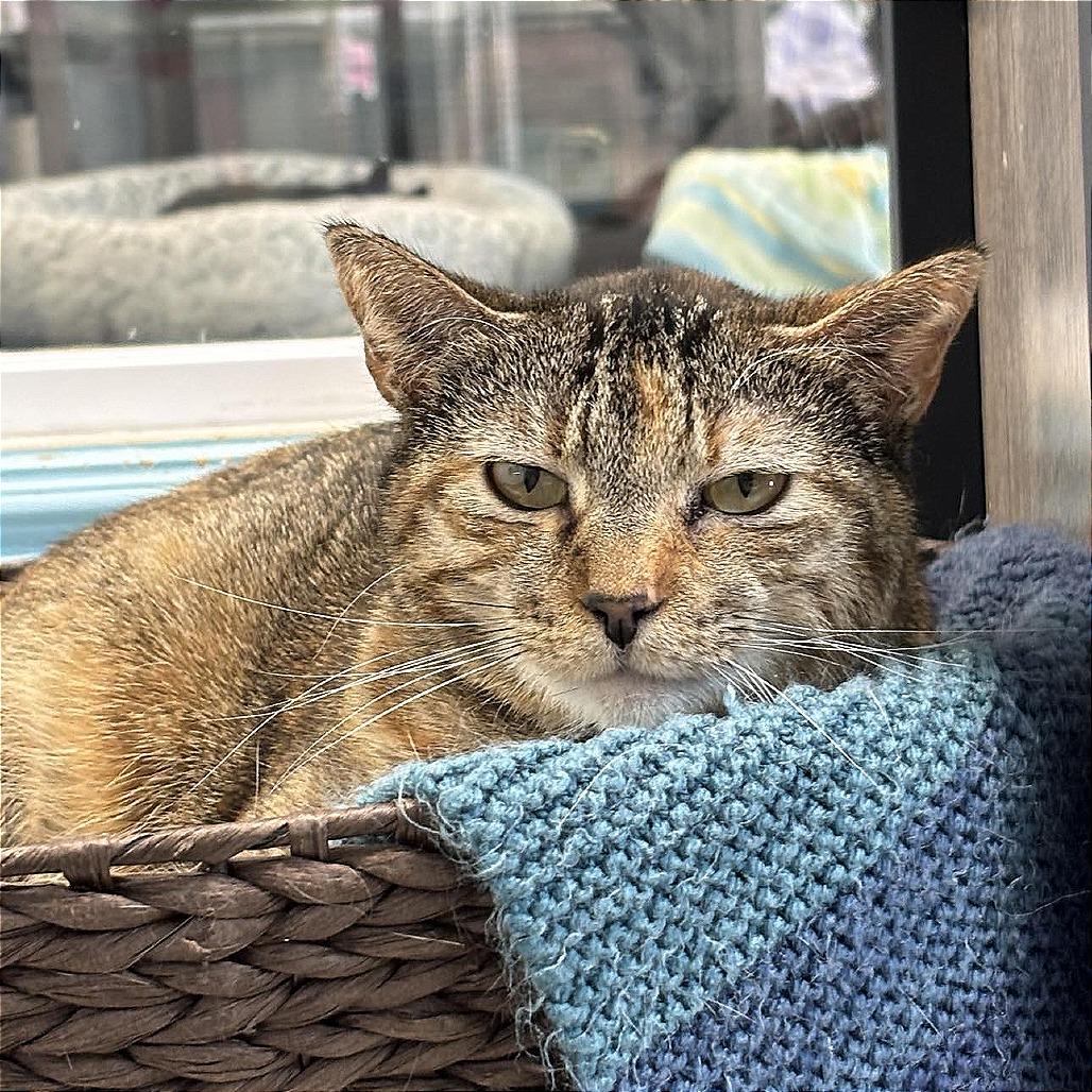 Edith, Adoptable, Adult Female Domestic Short Hair.