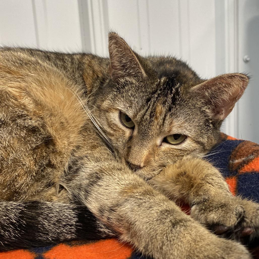 Enlarge Edith, a Adoptable Domestic Short Hair in Sheridan, WY image 2/2