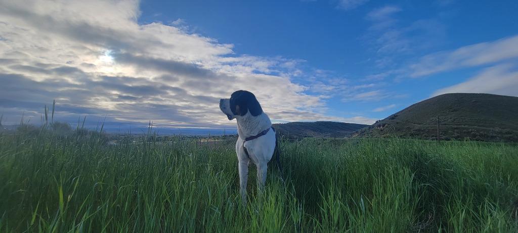Pepper, a Adoptable mixed breed in Meridian, ID image 2/6