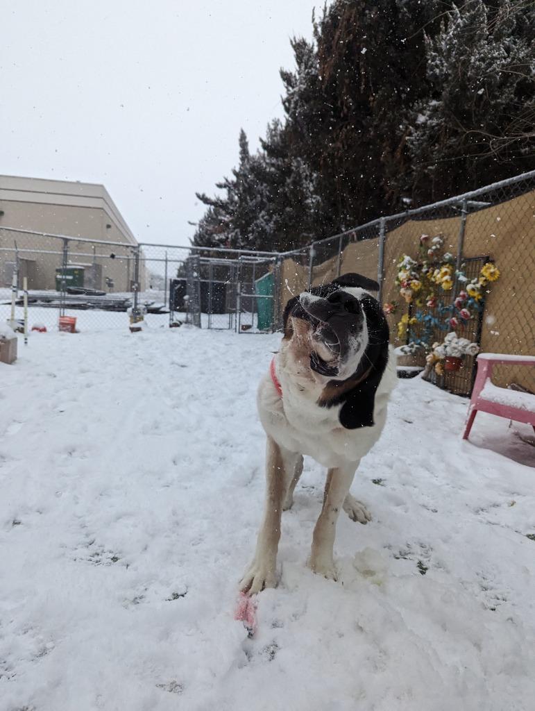 Pepper, a Adoptable mixed breed in Meridian, ID image 3/6