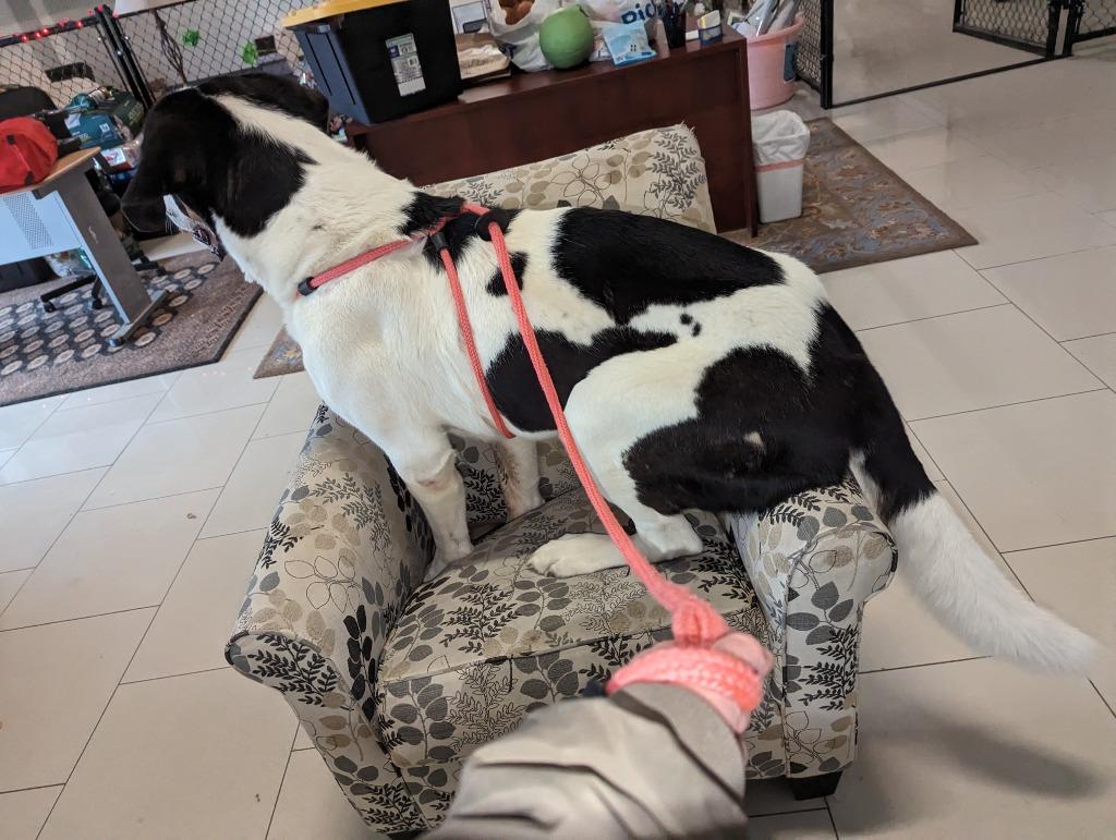 Enlarge Pepper, a Adoptable mixed breed in Meridian, ID image 4/6