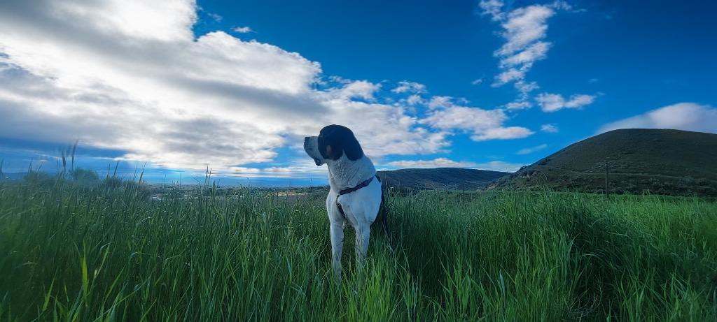 Pepper, a Adoptable mixed breed in Meridian, ID image 5/6