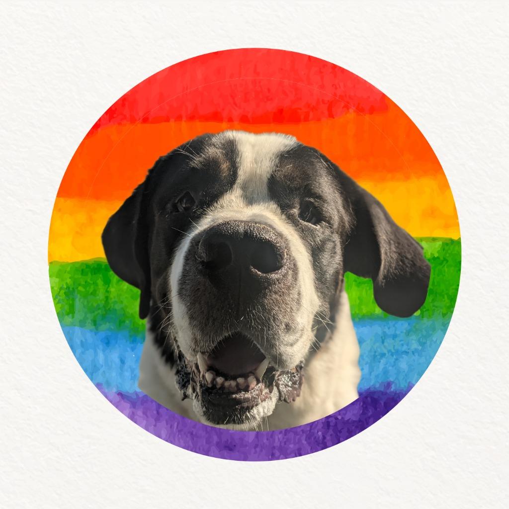 Pepper, a Adoptable mixed breed in Meridian, ID image 6/6