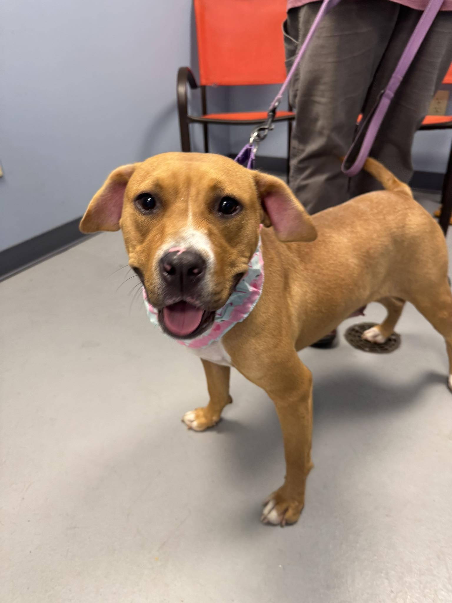 Latto, a Adoptable mixed breed in Zanesville, OH image 1/3