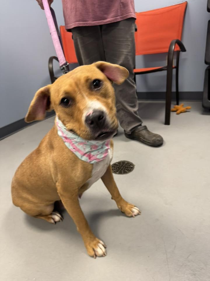 Latto, a Adoptable mixed breed in Zanesville, OH image 2/3