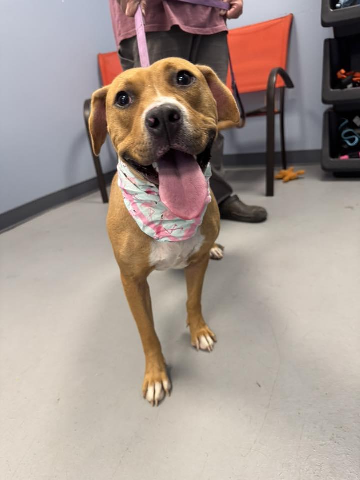 Latto, a Adoptable mixed breed in Zanesville, OH image 3/3