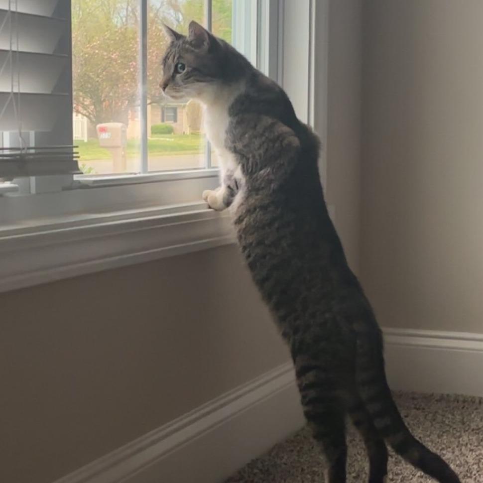 Enlarge Whiskers, a Adoptable American Shorthair in Henderson, KY image 1/1