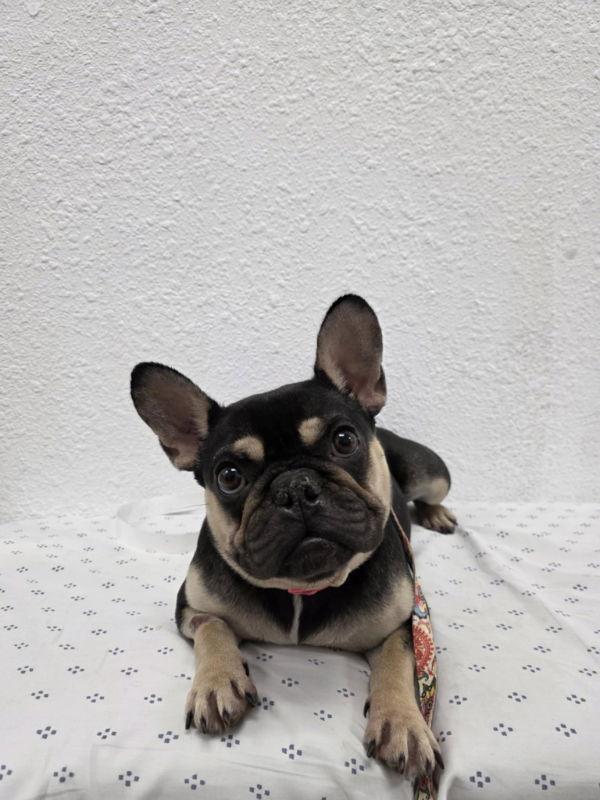 Wednesday, Adopted, Young Female French Bulldog.
