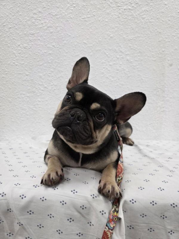 Enlarge Wednesday, a Adopted French Bulldog in San Clemente, CA image 2/3