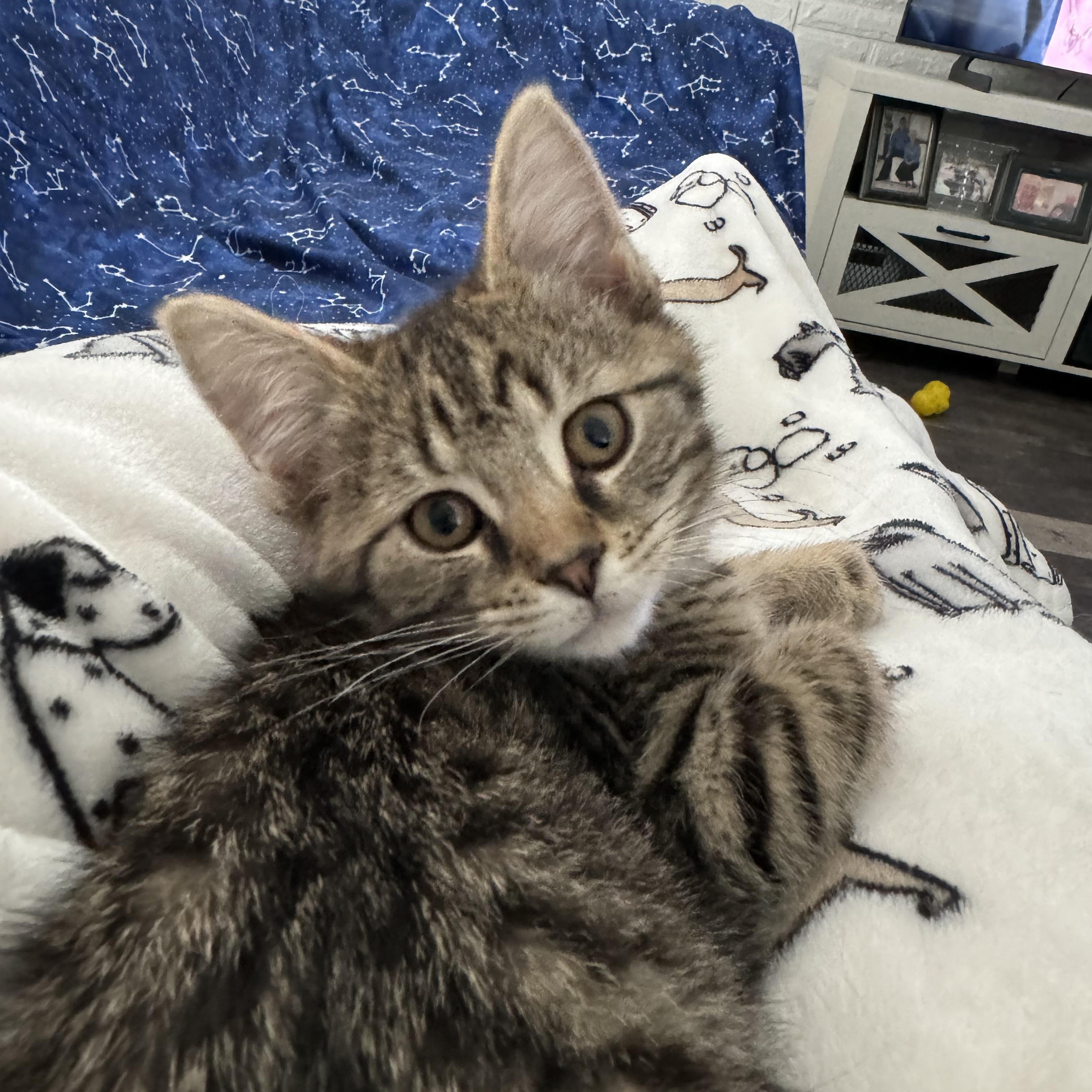 Snap Pea, an adoptable Domestic Short Hair in North Canton, OH_image-1
